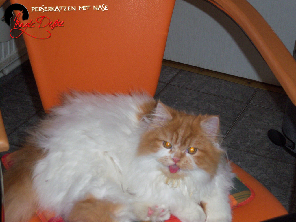 Perserkatzen mit Nase | 68