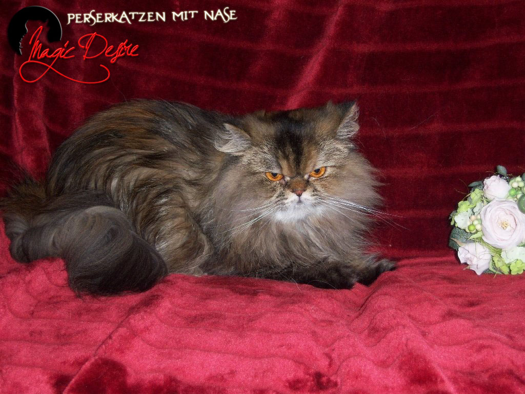 Perserkatzen mit Nase | 103