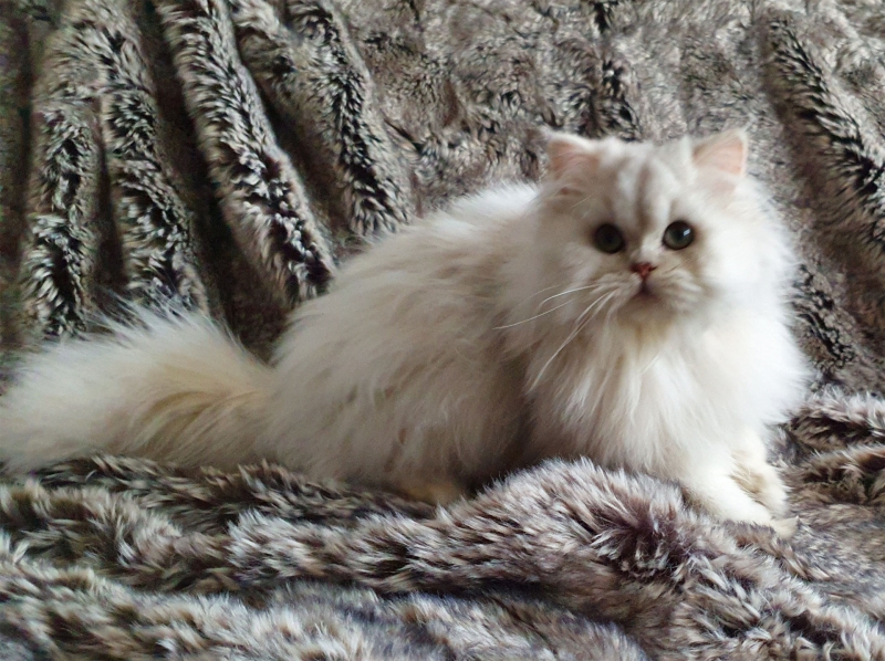 Sammy