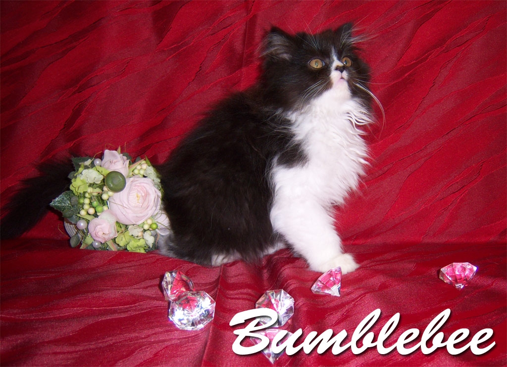 Bumblebee