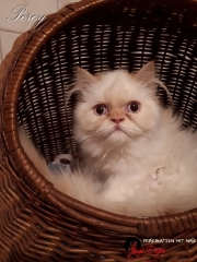 Percy