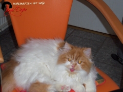 Perserkatzen mit Nase | 68