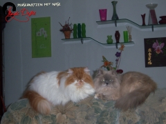 Perserkatzen mit Nase | 85