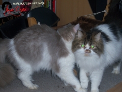 Perserkatzen mit Nase | 92
