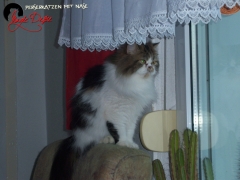 Perserkatzen mit Nase | 98