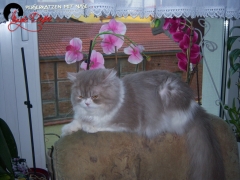 Perserkatzen mit Nase | 99