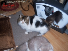 Perserkatzen mit Nase | 101