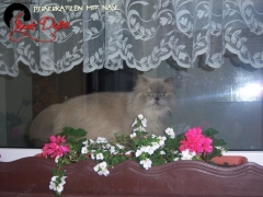 Perserkatzen mit Nase | 106