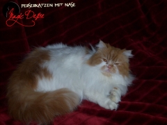 Perserkatzen mit Nase | 104