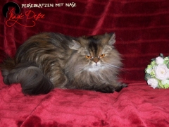 Perserkatzen mit Nase | 103