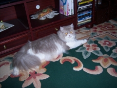 Perserkatzen mit Nase | 139