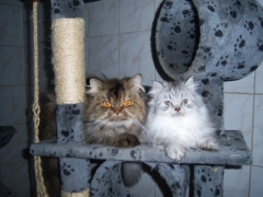 Perserkatzen mit Nase | 144