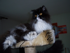 Perserkatzen mit Nase | 171