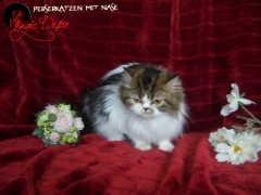 Perserkatzen mit Nase | 102