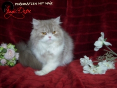 Perserkatzen mit Nase | 105