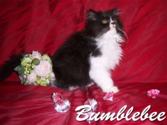 Bumblebee