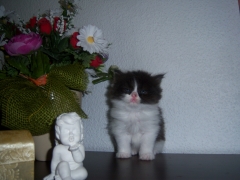 Perserkatzen mit Nase | 176