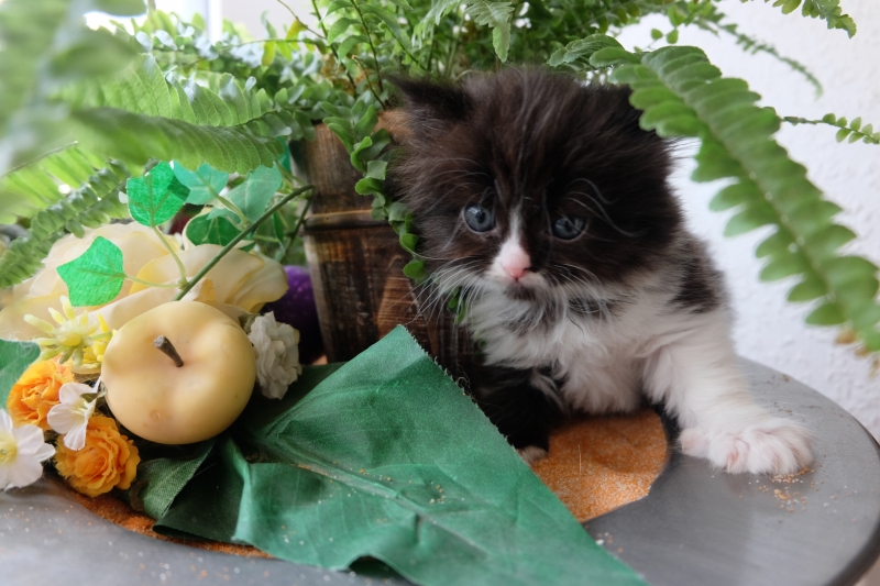 Perserkatzen mit Nase | 219
