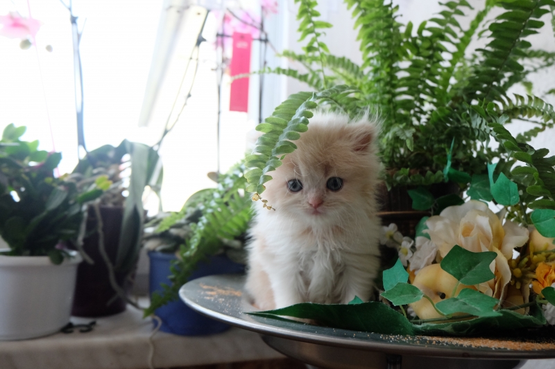 Perserkatzen mit Nase | 217