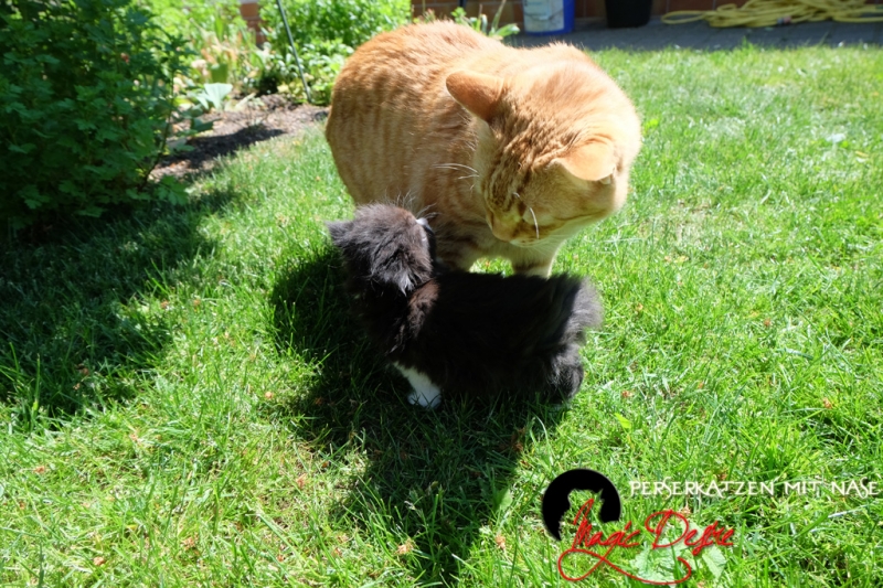 Perserkatzen mit Nase | 229