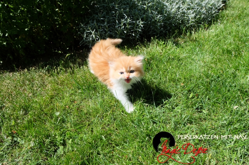 Perserkatzen mit Nase | 236