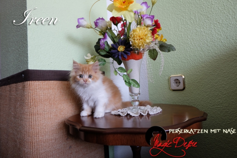 Perserkatzen mit Nase | 242