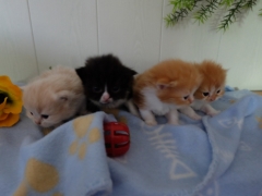 Kitten 2015