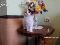 Perserkatzen mit Nase | 243