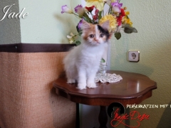 Perserkatzen mit Nase | 244