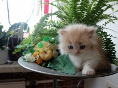Perserkatzen mit Nase | 222