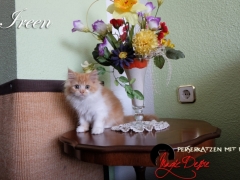 Perserkatzen mit Nase | 242