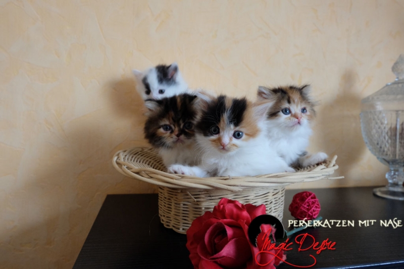 Perserkatzen mit Nase | 248