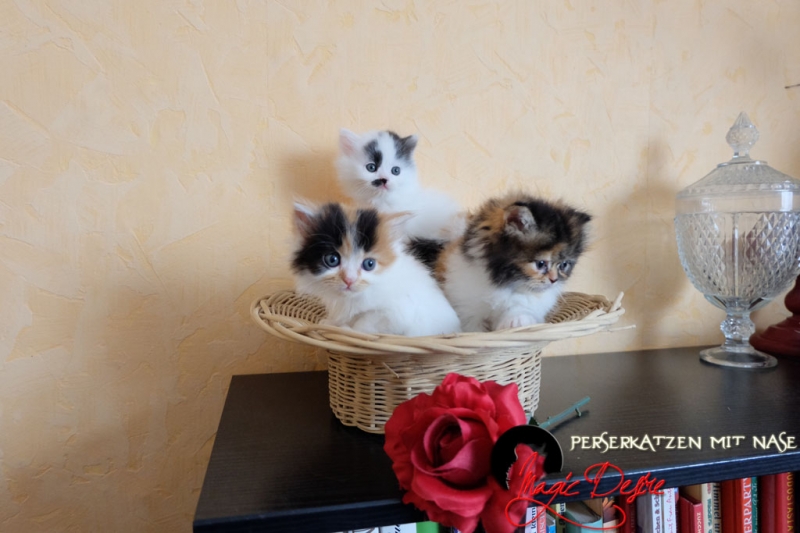 Perserkatzen mit Nase | 249