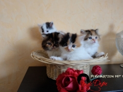Kitten 2016