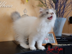 Ulina