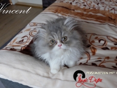 Vincent