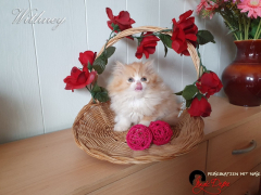 Kitten 2021