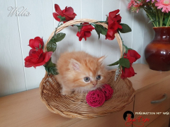 20210822_Willis