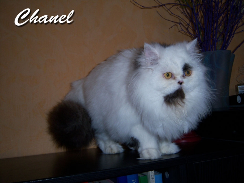 Chanel hat ein neues Zuhause in Jena gefunden
