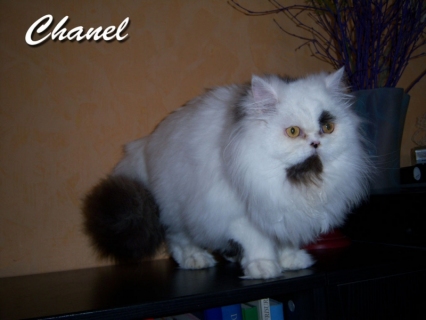 Chanel hat ein neues Zuhause in Jena gefunden