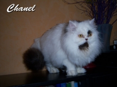 Chanel hat ein neues Zuhause in Jena gefunden