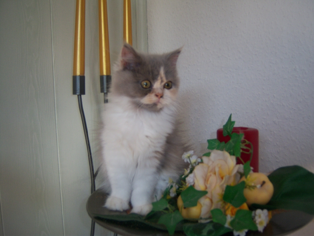 Perserkatzen mit Nase | 136