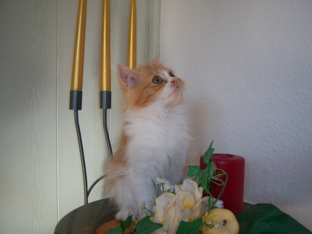 Perserkatzen mit Nase | 135