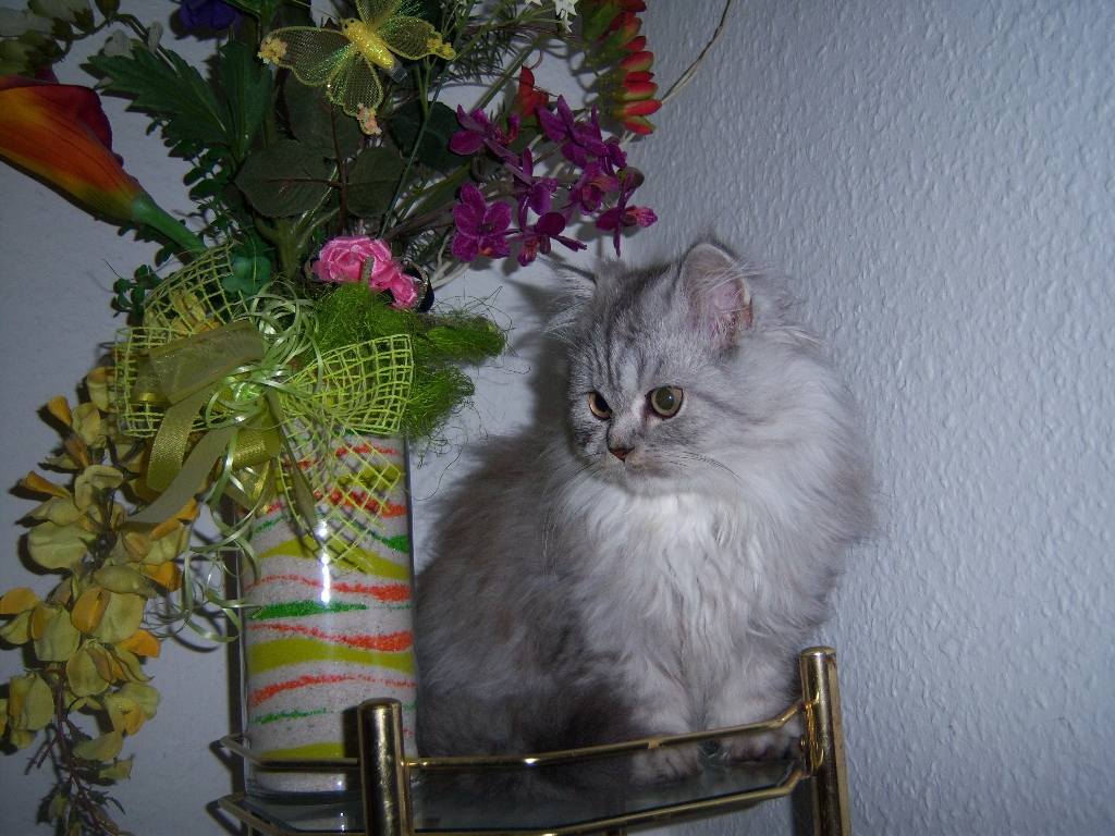 Perserkatzen mit Nase | 142