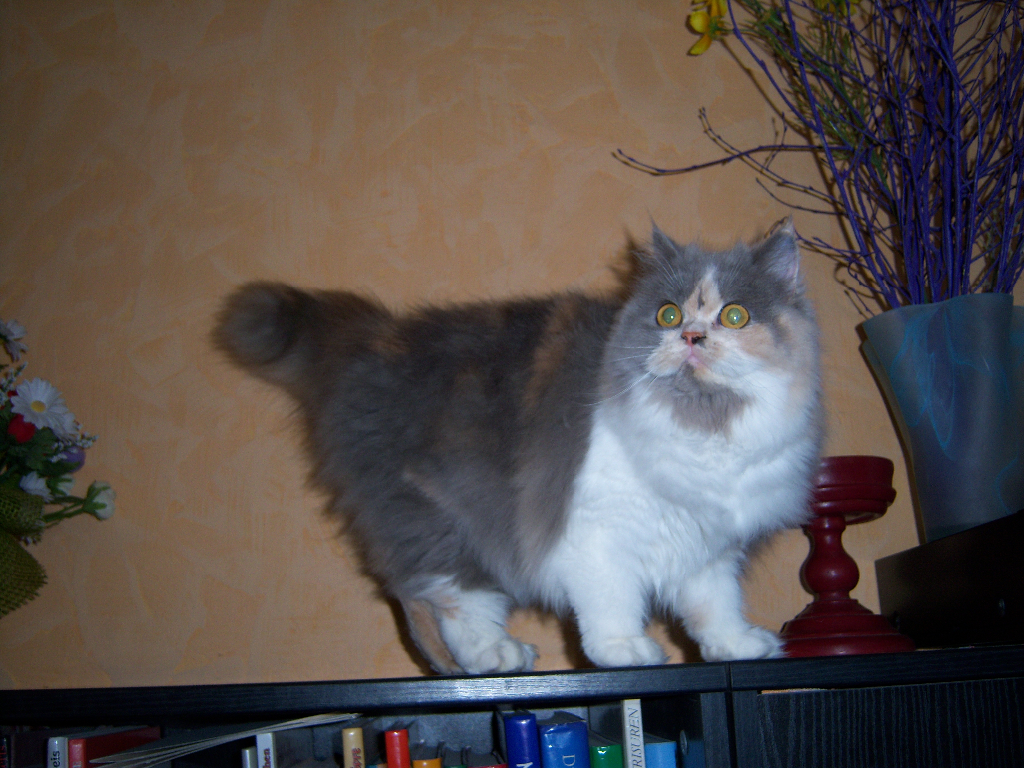 Perserkatzen mit Nase | 168