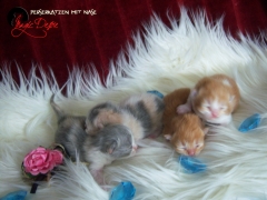 Kitten 2013