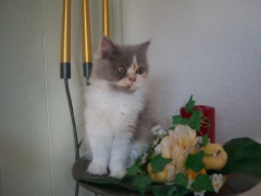 Perserkatzen mit Nase | 136