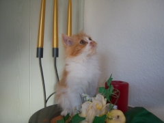 Perserkatzen mit Nase | 135