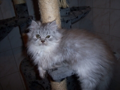 Perserkatzen mit Nase | 138