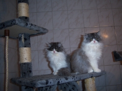 Perserkatzen mit Nase | 141